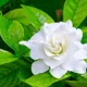 Natural__WORLD GREEN HAVEN