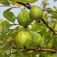 Green__Plantify