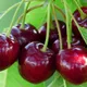 Red__Exoticsflora