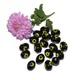 Black__Beadwaala