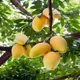 Yellow__Plantify