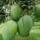 Green__Plantify