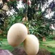 Green__Plantify