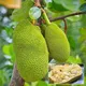 Green__Himanshu Agro Life