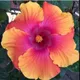 Multicolor__Exoticsflora