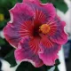 Multicolor__Exoticsflora