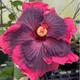 Multicolor__Exoticsflora