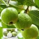 Green__Plantify