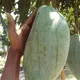 Green__Plantify