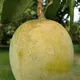 Green__Plantify