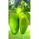 Green__Plantify