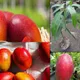 Green__Plantify