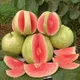 Red__Plantify