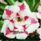 White & Pink__Himanshu Agro Life