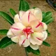 Pink & White__Himanshu Agro Life