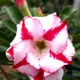 White & Pink__Himanshu Agro Life