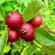 Red__Plantify