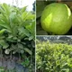 Green__Plantify