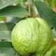 Green__Plantify