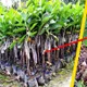 Green__Plantify