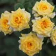 Yellow__Radha Krishna Nursery
