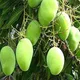 Green__Radha Krishna Nursery