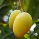 Green__Radha Krishna Nursery