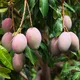 Green__Radha Krishna Nursery