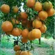 Orange__Radha Krishna Nursery
