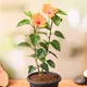 Orange__Radha Krishna Nursery