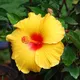 Yellow__Radha Krishna Nursery
