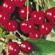 Red__Exoticsflora