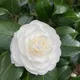 white__OrchidZone