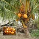 Orange__Exoticsflora
