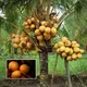Orange__Exoticsflora