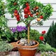 Red__Exoticsflora