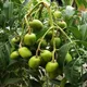 Natural__WORLD GREEN HAVEN