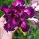 Purple__Exoticsflora