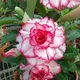 Maroon__Exoticsflora