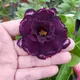 Dark Purple__Himanshu Agro Life