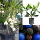 Green__Exoticsflora