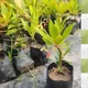 Green__Exoticsflora
