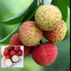 Red__Exoticsflora