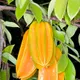 Yellow__Exoticsflora