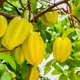 Yellow__Exoticsflora