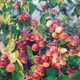 Red__Exoticsflora