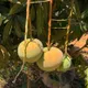 Yellow__Exoticsflora