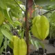 Yellow__Exoticsflora