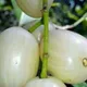 White__Exoticsflora
