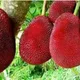 Red__Exoticsflora